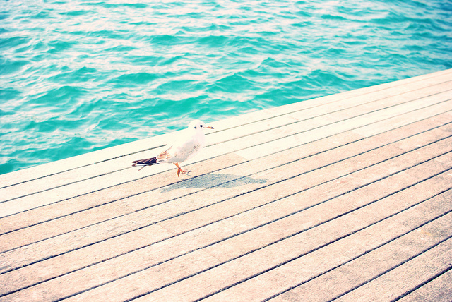 Gaviota