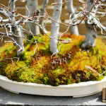 Bonsai Planet