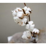 Cotton Flowers or Gossypium hirsutum