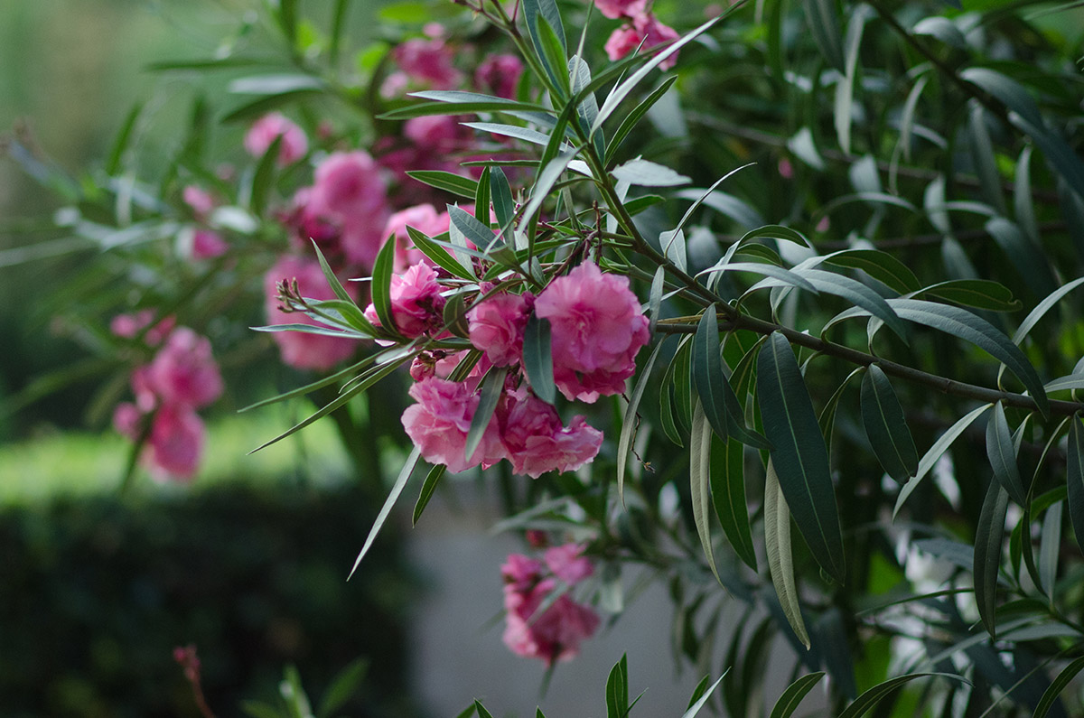 Soundeat at Pedralbes Garden